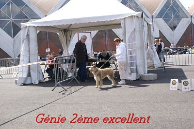 CH. Genie De stephieci - 2ème excellent