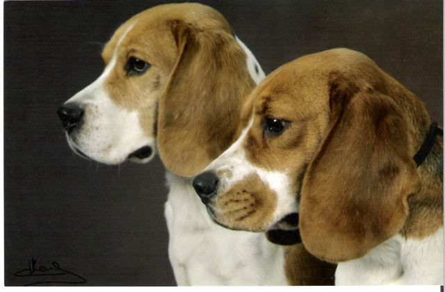 Publication : de Maxcecan Auteur : salon de l'agriculture