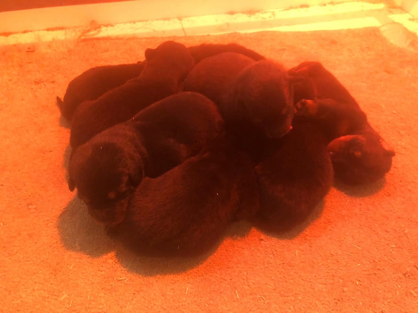 Berger de Beauce - du temple de feu