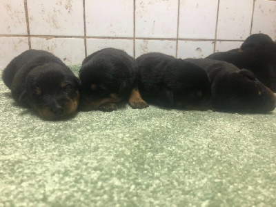 Les chiots de Berger de Beauce