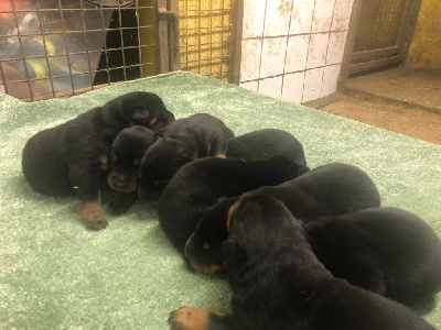 Les chiots de Berger de Beauce
