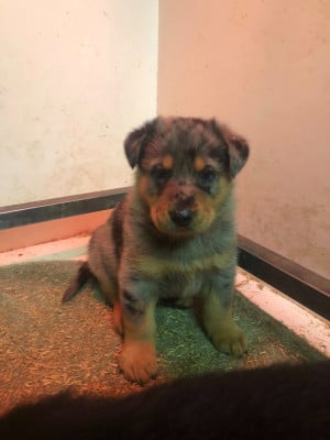 Les chiots de Berger de Beauce