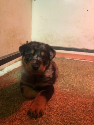 Les chiots de Berger de Beauce