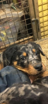 Les chiots de Berger de Beauce