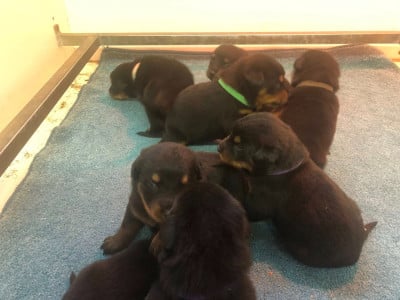 Les chiots de Berger de Beauce