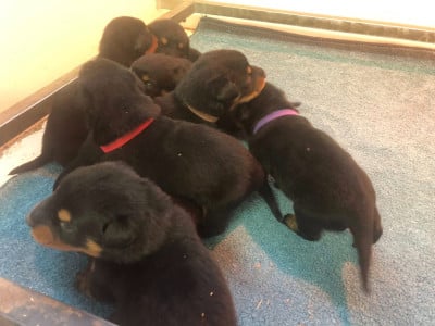 Les chiots de Berger de Beauce