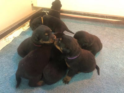 Les chiots de Berger de Beauce