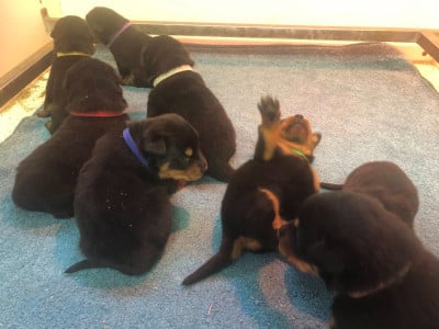 Les chiots de Berger de Beauce