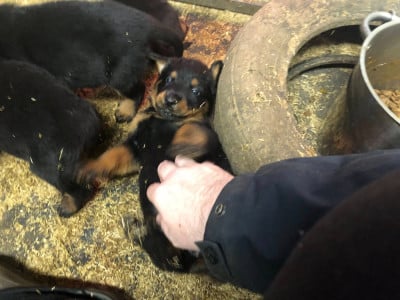 Les chiots de Berger de Beauce