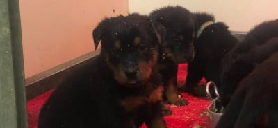 Les chiots de Berger de Beauce