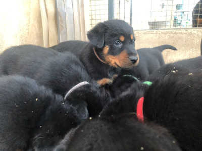 Les chiots de Berger de Beauce