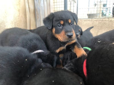 Les chiots de Berger de Beauce
