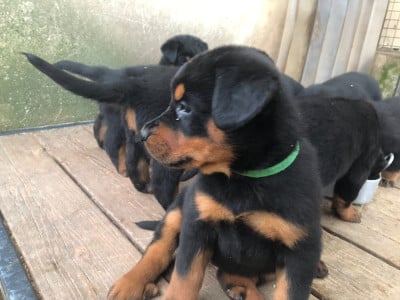 Les chiots de Berger de Beauce