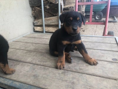Les chiots de Berger de Beauce