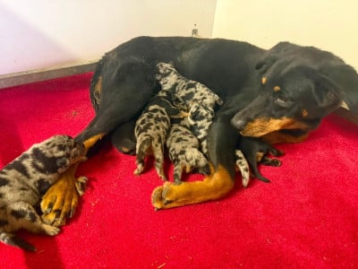 Les chiots de Berger de Beauce