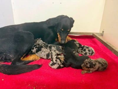 Les chiots de Berger de Beauce