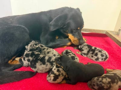 Les chiots de Berger de Beauce