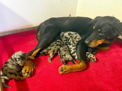 Les chiots de Berger de Beauce