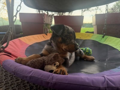 Les chiots de Berger de Beauce