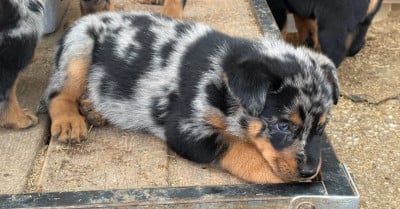 Les chiots de Berger de Beauce