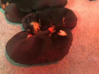 Les chiots de Berger de Beauce