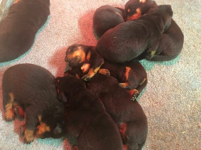 Les chiots de Berger de Beauce