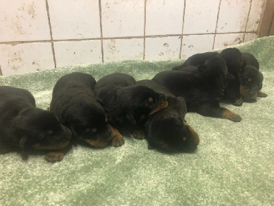 Les chiots de Berger de Beauce