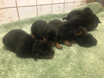 Les chiots de Berger de Beauce