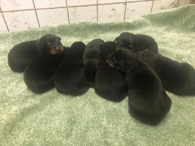 Les chiots de Berger de Beauce