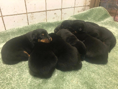 Les chiots de Berger de Beauce