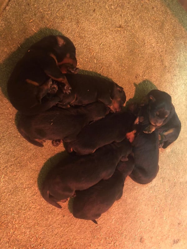 Berger de Beauce - du temple de feu