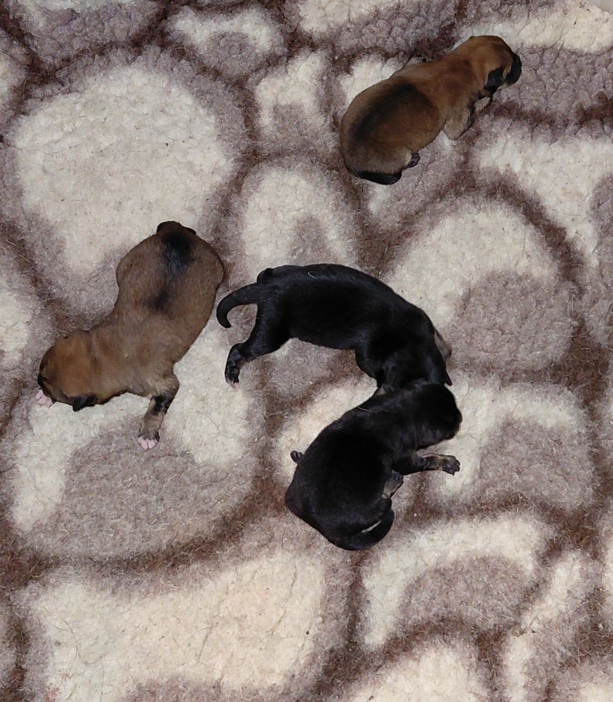 Shiba - des portes de la moria