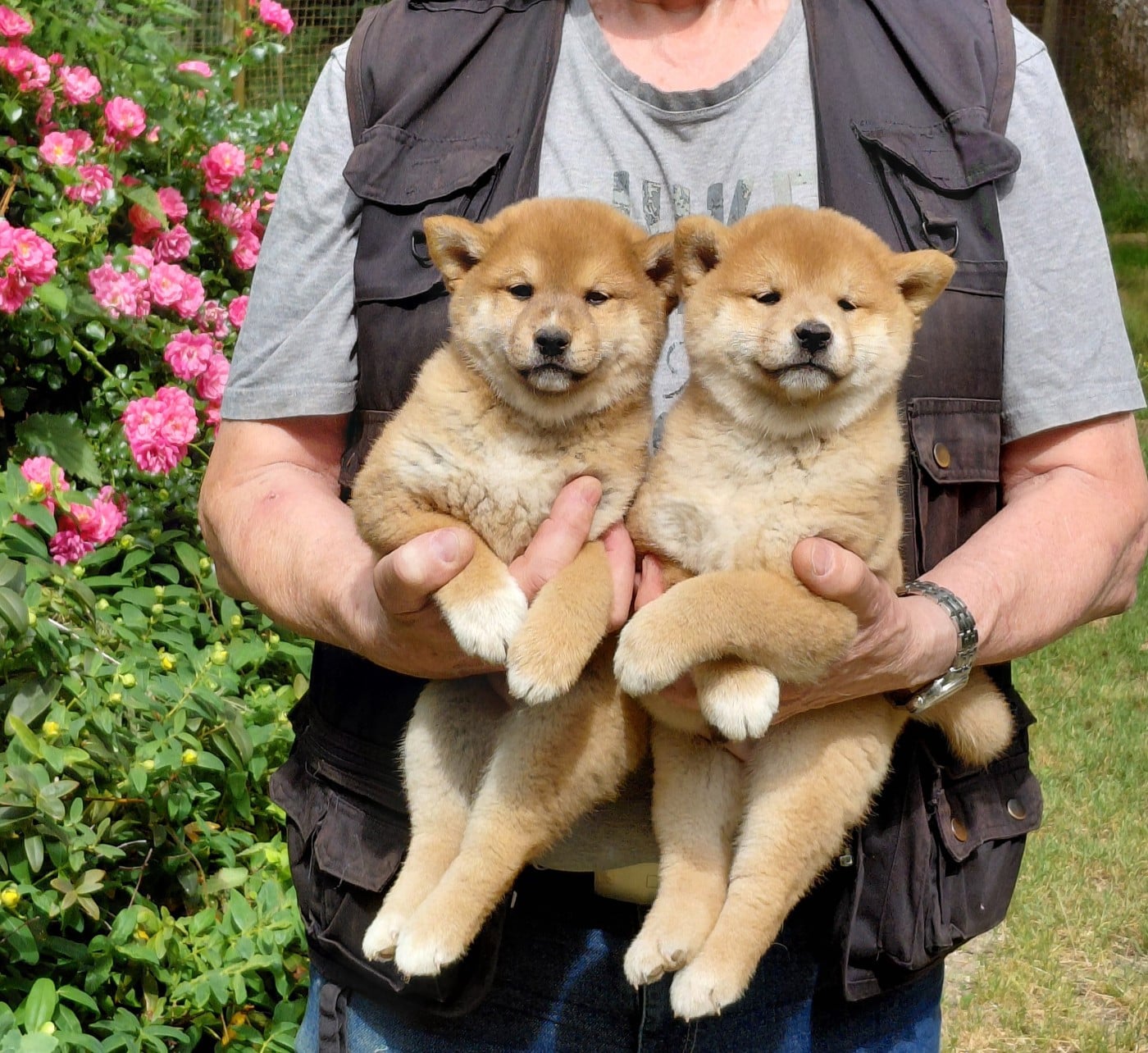 Chiot N°2