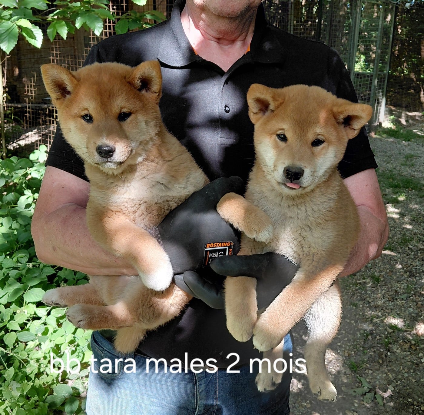 Shiba - des portes de la moria
