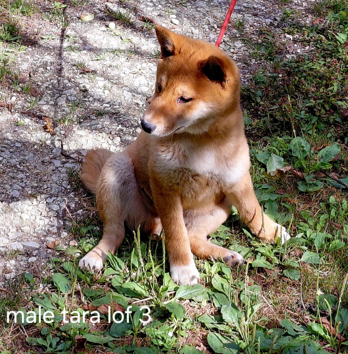 Shiba - des portes de la moria
