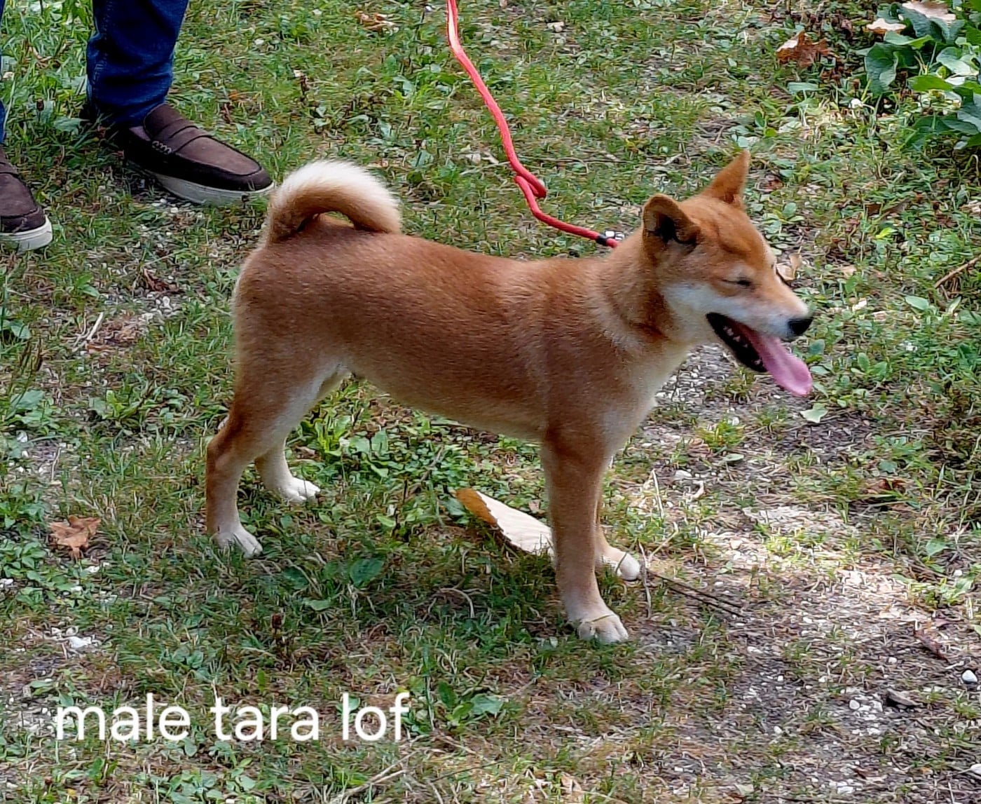 Shiba - des portes de la moria
