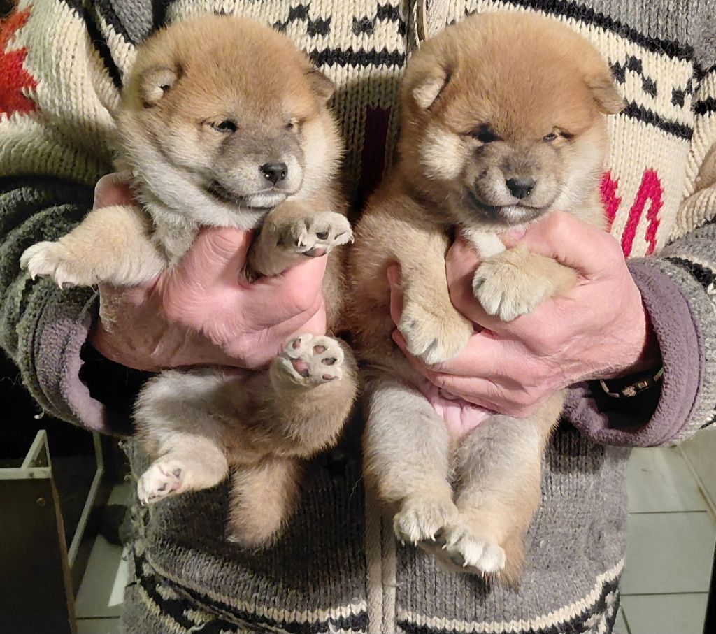CHIOT 1 - Shiba