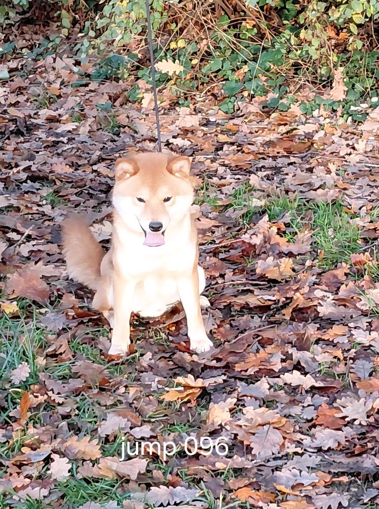 Shiba - des portes de la moria