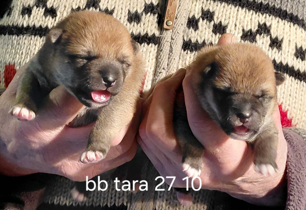 Shiba - des portes de la moria