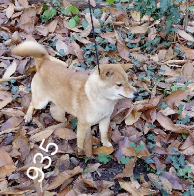 Les chiots de Shiba