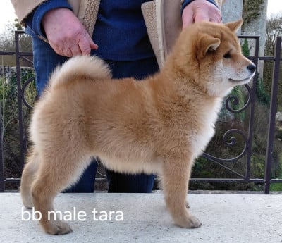 Les chiots de Shiba