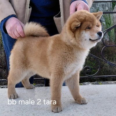 Les chiots de Shiba