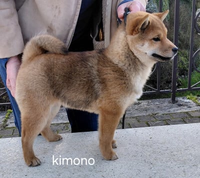 Les chiots de Shiba
