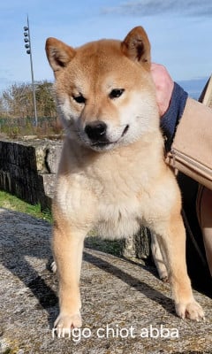 Les chiots de Shiba