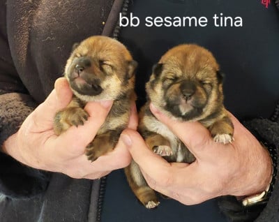Les chiots de Shiba