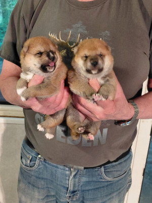 Les chiots de Shiba