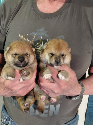 Les chiots de Shiba