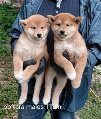 Les chiots de Shiba