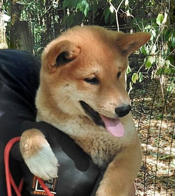 Les chiots de Shiba