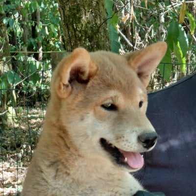 Les chiots de Shiba